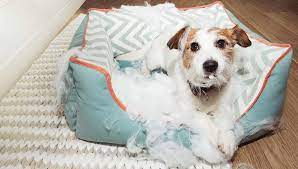 10 Tips On How To Stop Dog From Chewing Bed