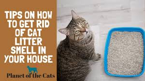 cat litter smell in your house