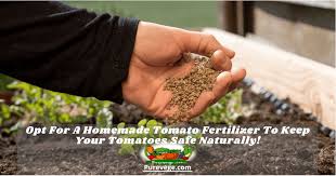 opt for a homemade tomato fertilizer to