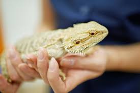 We adhere to updated cdc recommendations for pet stores and ask that anyone entering our store wear a protective face covering, practice social distancing, refrain. Free Reptile Open Day At Peterborough Pet Store