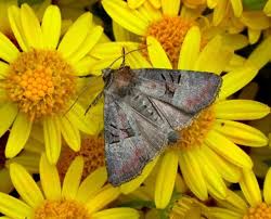 moths of the season late summer