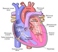 Здоровое тело, здоровое сердце: как регулярная физическая нагрузка влияет на сердечную мышцу