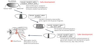Animal Development Ii Gastrulation Organogenesis