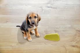 pet urine from hardwood floors