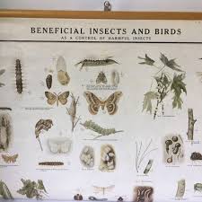 Vintage Insects Birds Large Pull Down Chart Early 1900s