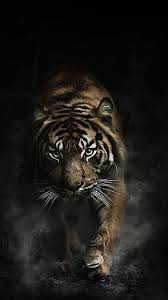 hd angry tiger wallpapers peakpx