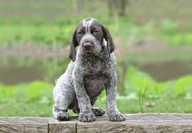 Male german shorthaired pointer puppy for sale. German Shorthaired Pointer Puppies For Sale Akc Puppyfinder