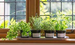 How To Grow Herbs Indoors The Home Depot