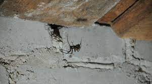 keep spiders out of the basement