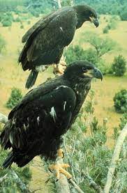 haliaeetus leucocephalus bald eagle