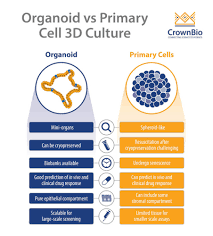 how are organoids diffe from 3d