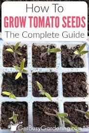 growing tomatoes from seed the