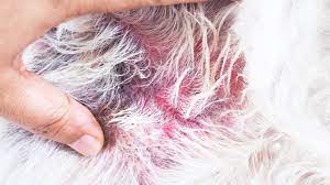 4 best dog ringworm treatments and home