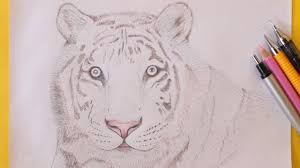 how to draw a white tiger easy how to