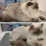 do-groomers-shave-cats