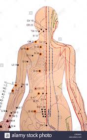 Acupuncture Chart Stock Photos Acupuncture Chart Stock