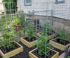 Build The Best Tomato Cages Ever