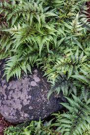 Learn How To Care For Outdoor Ferns