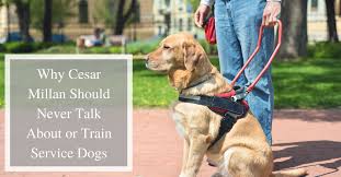 These misunderstandings give rise to the understanding of aggressive puppy biting as well as aggressive puppy signs. Why Cesar Millan Should Never Talk About Or Train Service Dogs Thedogtrainingsecret Com Thedogtrainingsecret Com