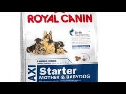 Royal Canin Maxi Starter Mother And Babydog Feeding