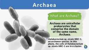 archaea definition and exles