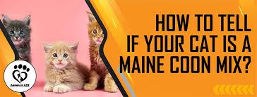 cat is a maine mix