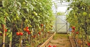 Отглеждане на домати | сортови семена и растителна защита еоод. Otglezhdane Na Domati V Kultivacionni Sorzheniya Polietilenovi Tuneli I Oranzherii
