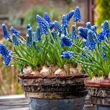 The Gentle Art Of Forcing Bulbs