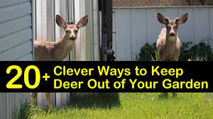 clever ways to keep deer out of your garden