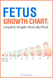 You Will Love Twin Fetal Growth Chart Pregnancy Weight Chart