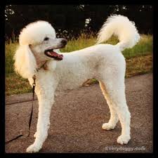 You may wish to learn how to cut your dog's hair yourself. How To Groom A Dog Do It Yourself Dog Groomer Tells All