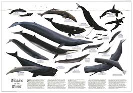 National Geographic Whales Of The World 1976 Charts