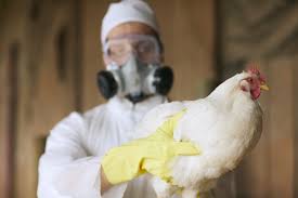 A person may experience more serious. What Is Bird Flu And Where Have There Been Outbreaks In The Uk