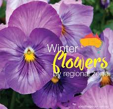 winter flowers planting guide by