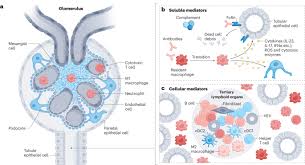 Haematopoietic Cells In The Kidney