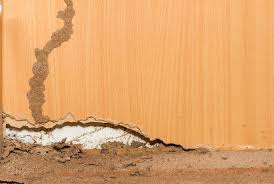 Subterranean Termite Infestation