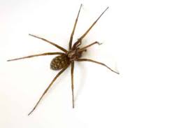 10 Common Spiders In Georgia Spider Identification And