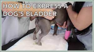 learn to express a dog s bladder in 3