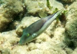 Underwater Photography Fish Database