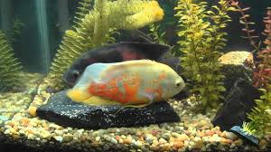 Oscar Fish Laying Eggs While Male Fertilizes Them See The Eggs Being Laid