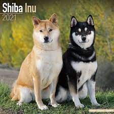Shiba Inu 2021 Wall Calendar : Avonside ...