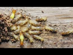 what does a termite eat seniorcare2share