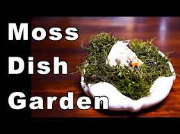 Moss Dish Gardens 3 Scene