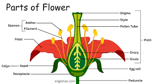 parts of flower with types and