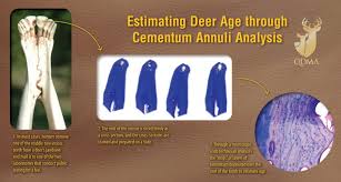 Estimating Deer Age With Cementum Annuli Qdma