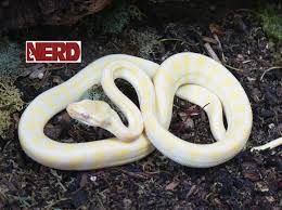 caramel carpet python traits morphpedia