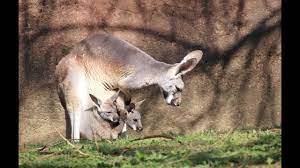 two kangaroo joeys in one pouch