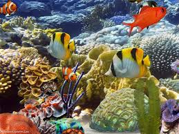 72 best aquarium backgrounds