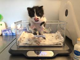 weighing kittens kitten lady