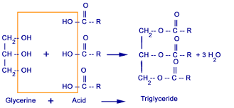 lipids triglycerides phospholipids